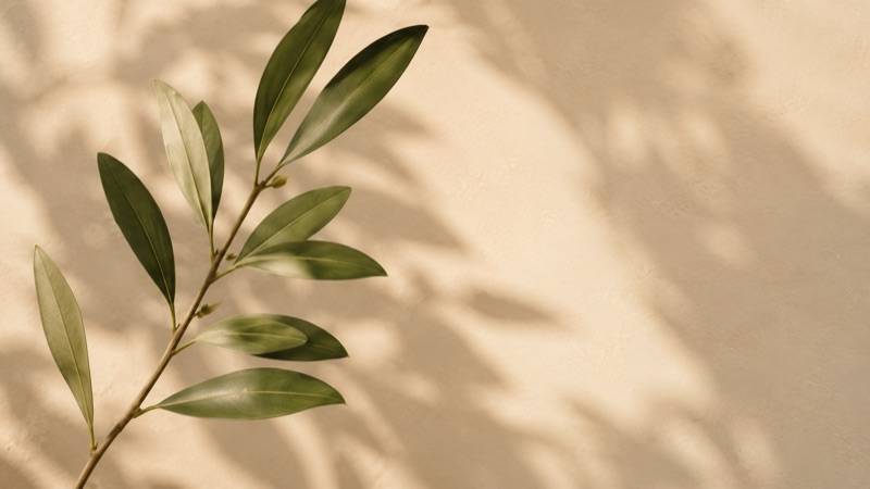 An olive branch casting a soft shadow on a warm wall